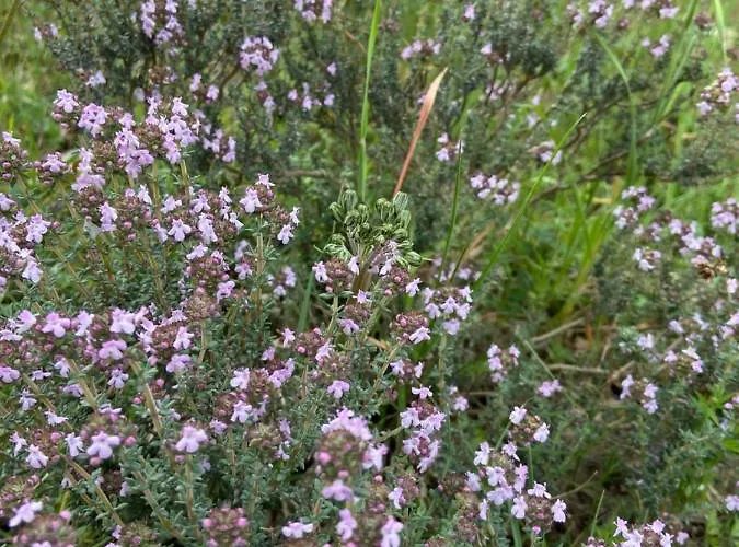 Кемпинг Domaine Des Sens - 20 Couchages Insolites *