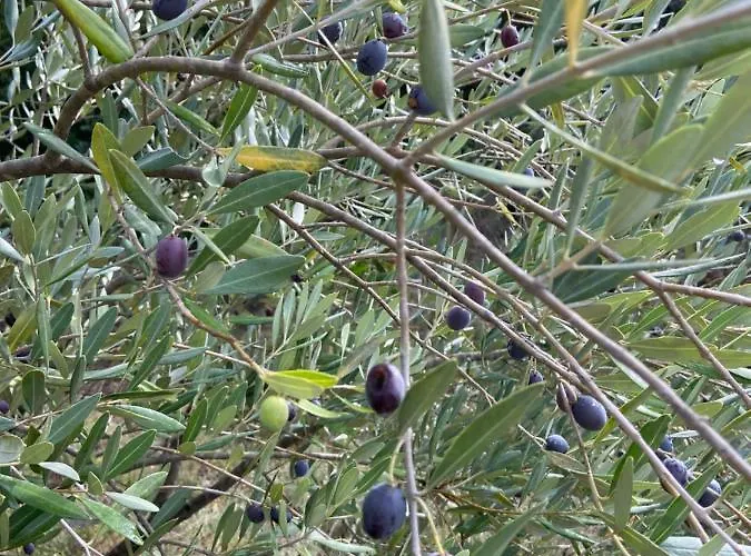 Domaine Des Sens - 20 Couchages Insolites Кемпинг Monteils (Gard)